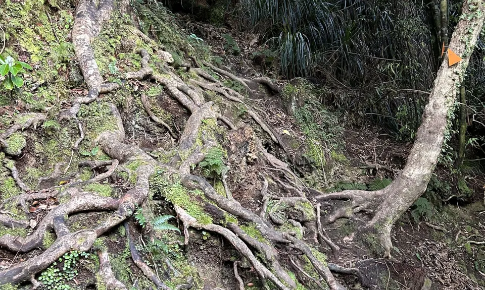 Kapakapanui Loop, Wellington