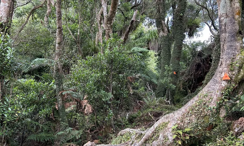 Kapakapanui Loop, Wellington