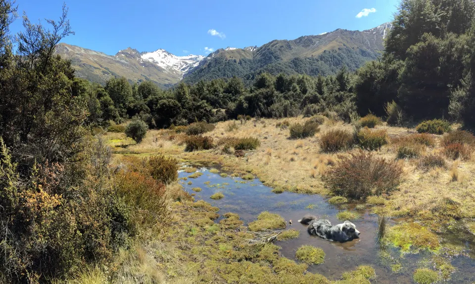 Mt. Crichton Loop, Otago