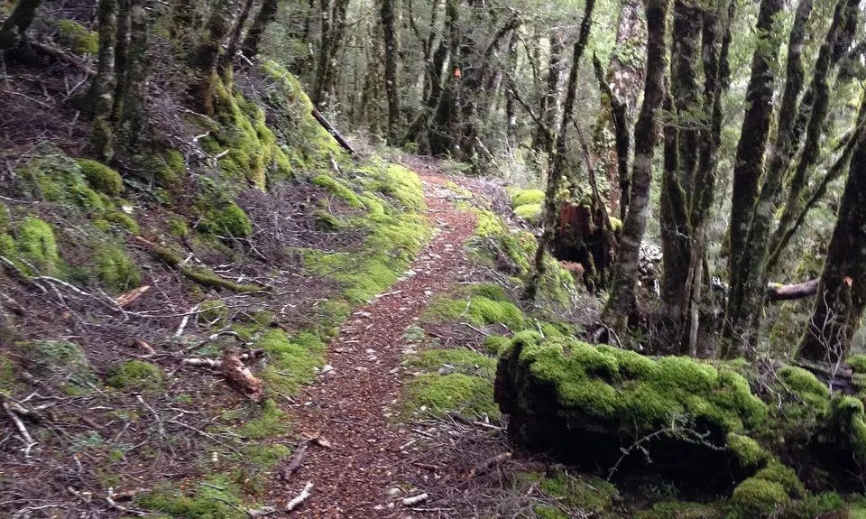 Kirwans Track Loop, West Coast
