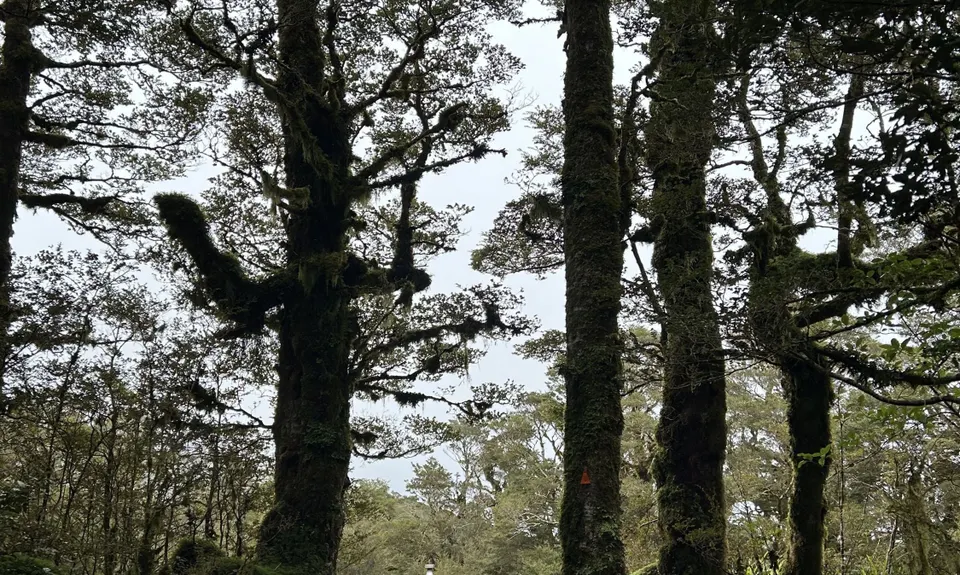 Kapakapanui Loop, Wellington