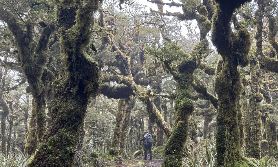 Kapakapanui Loop, Wellington
