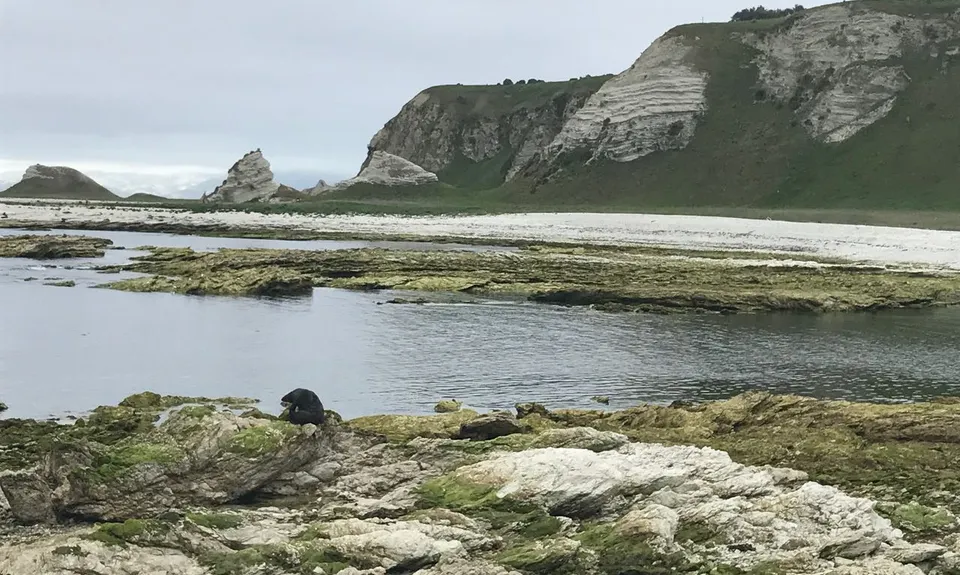 Kaikoura Cracker, Canterbury