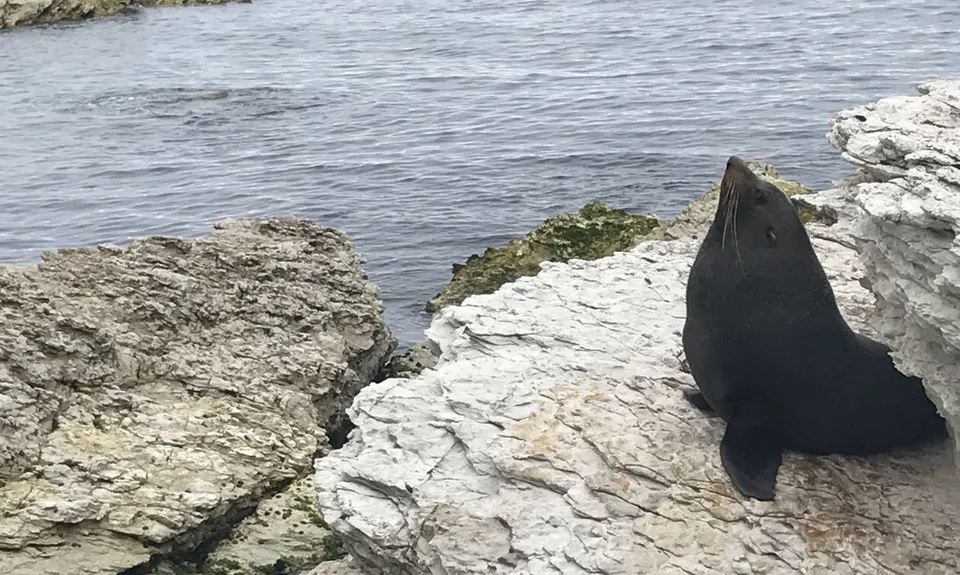 Kaikoura Cracker, Canterbury