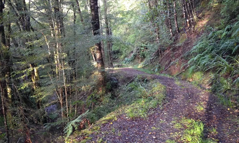 Murray Creek / Konini Track Loop, West Coast