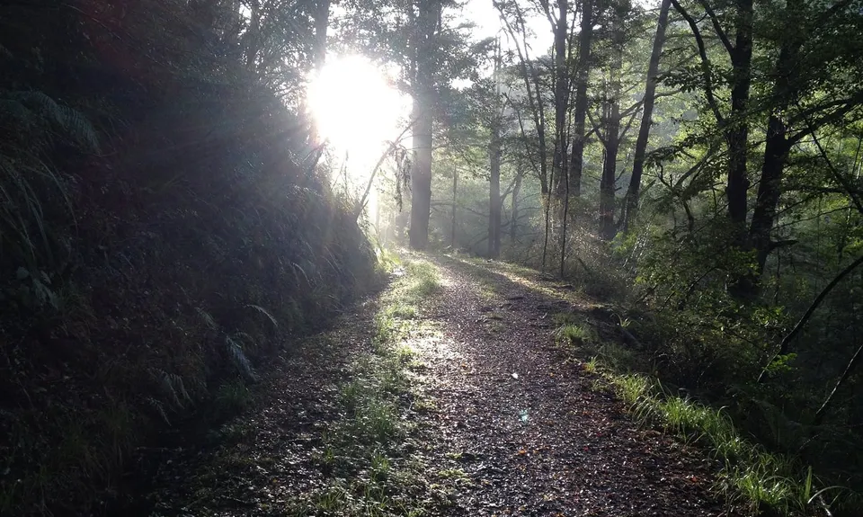 Murray Creek / Konini Track Loop, West Coast