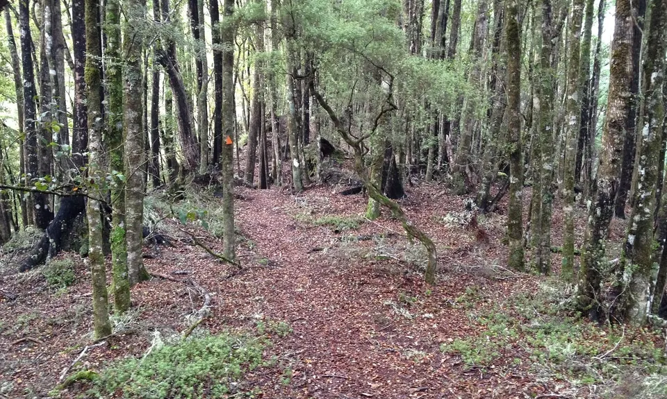 Murray Creek / Konini Track Loop, West Coast