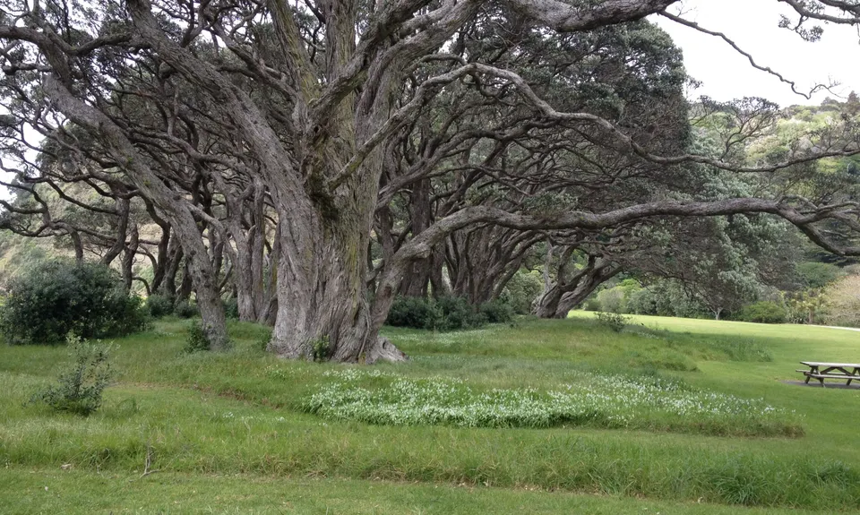 The Wenderholm Wonder, Auckland