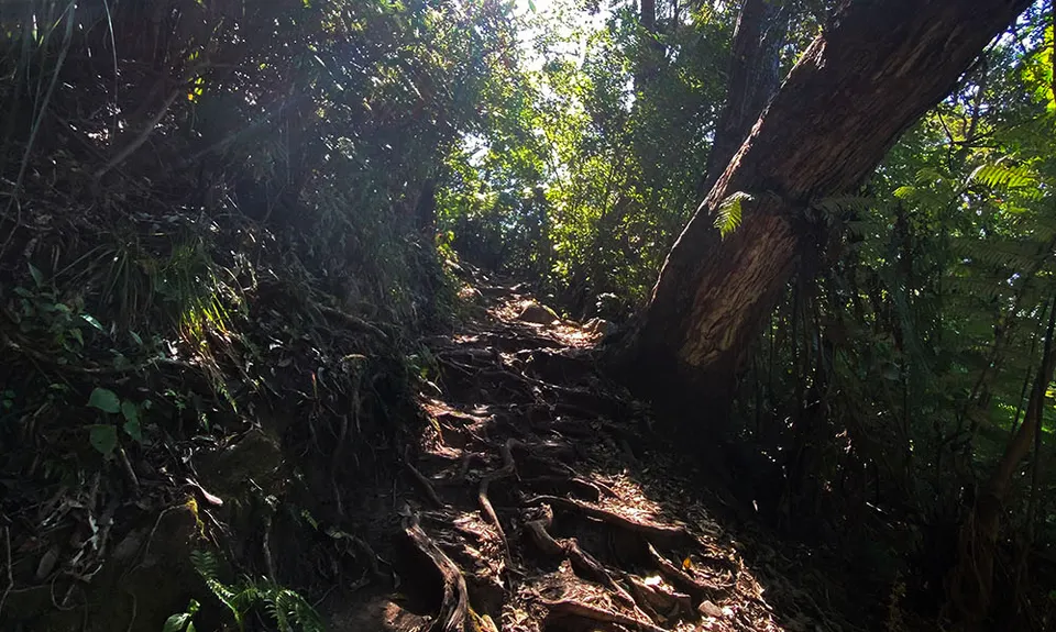 Pauanui Summit Loop, Waikato