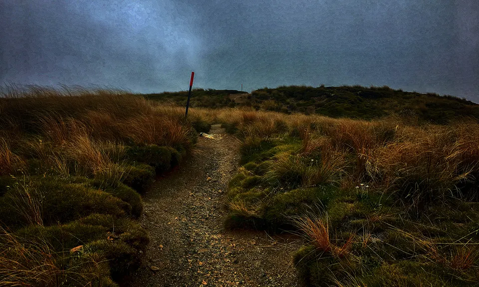 Speargrass - Robert Ridge, Tasman