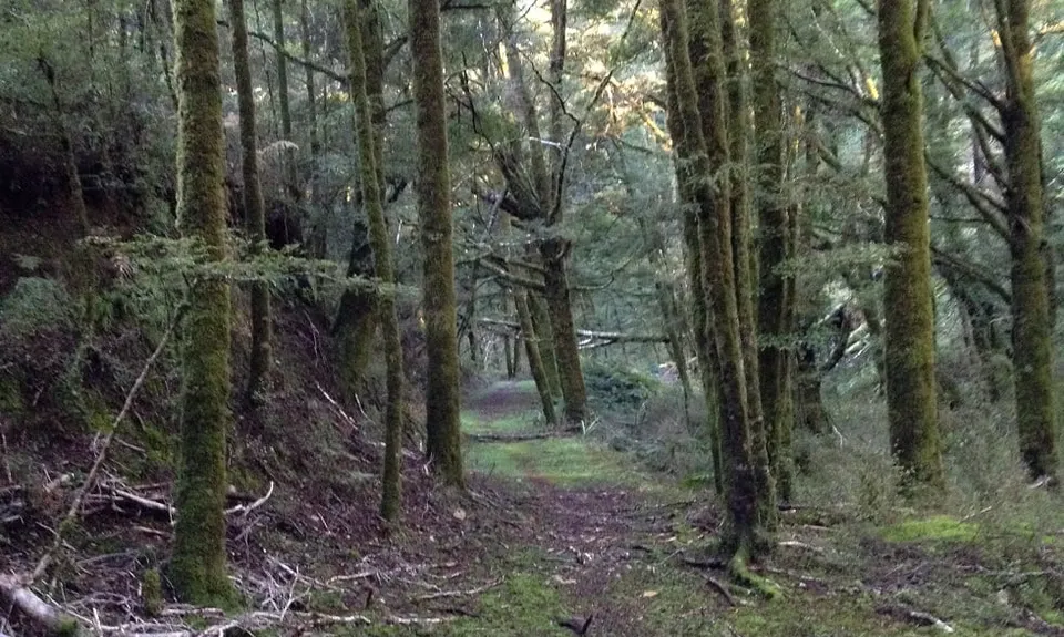Lankeys Creek Loop, West Coast