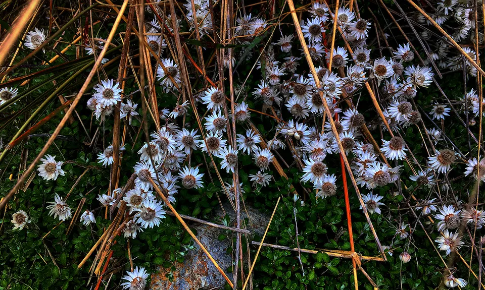 Speargrass - Robert Ridge, Tasman