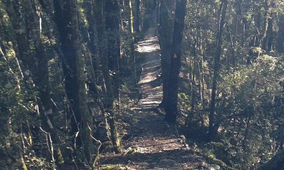 Murray Creek / Konini Track Loop, West Coast