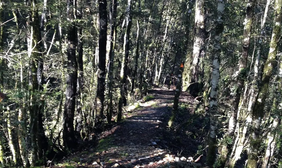 Murray Creek / Konini Track Loop, West Coast