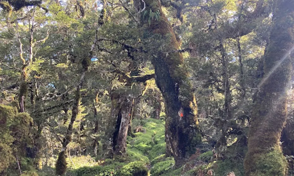 Hollyford Road - Routeburn Loop via Deadmans and Pass Creek, Southland
