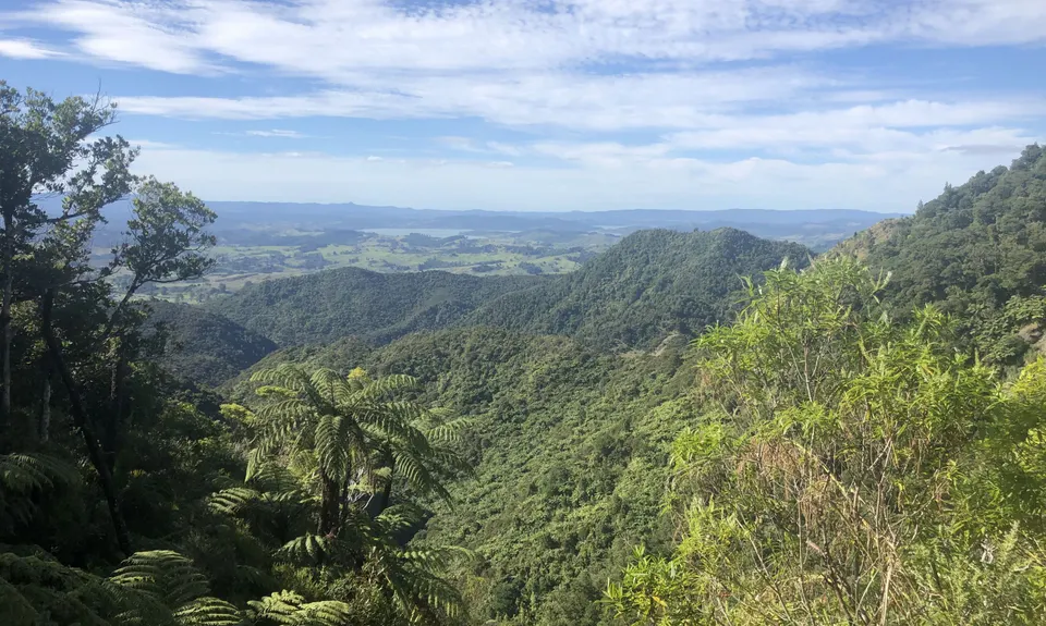 6 Foot Track - NZ Style, Northland