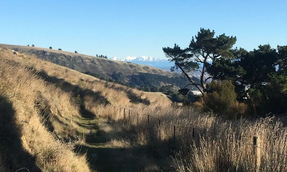 Beer Bum Bluffs, Canterbury