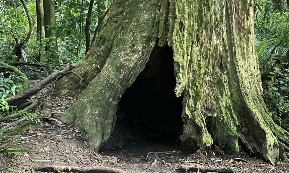 Manawatu Gorge Track, Manawatu - Wanganui