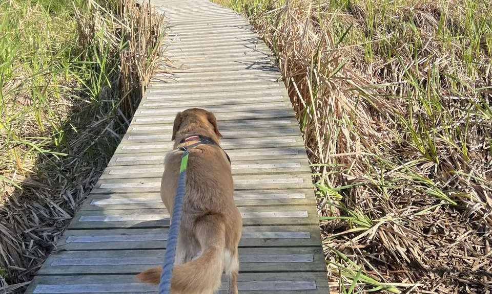 Northcote Multi Trail Loop, Auckland