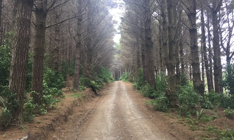 Perhams Road Loop, Wellington