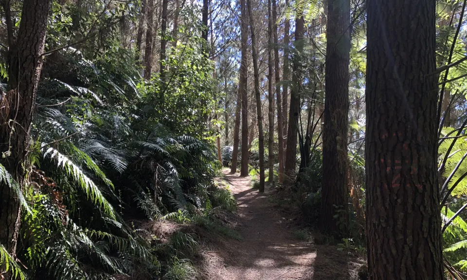 Fat Man's Run, Bay of Plenty