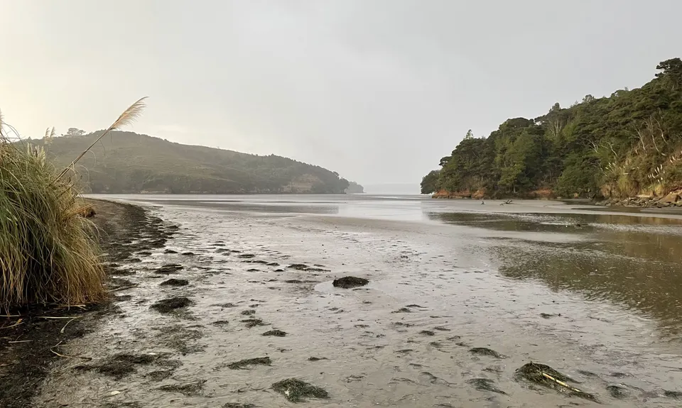 Cornwallis Low-tide Loop, Auckland