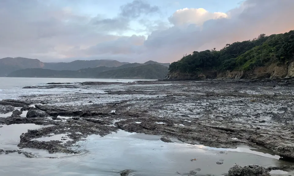 Cornwallis Low-tide Loop, Auckland
