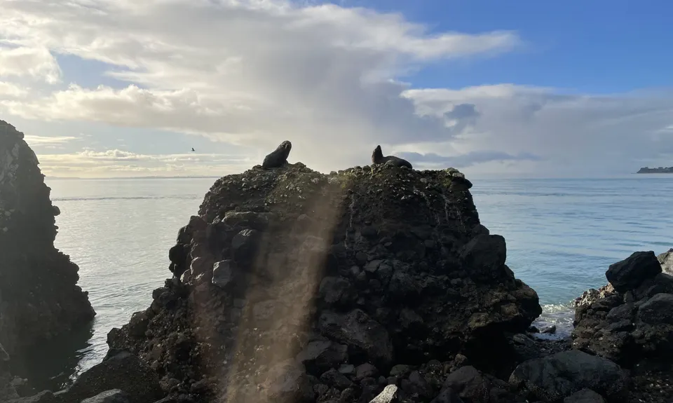 Cornwallis Low-tide Loop, Auckland