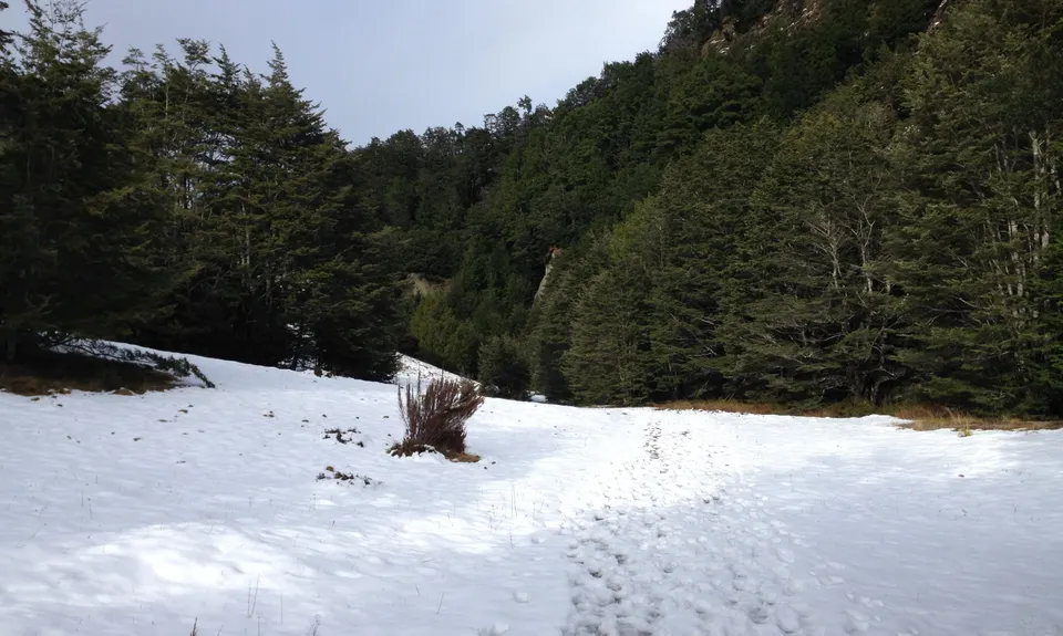 Mt. Crichton Loop, Otago
