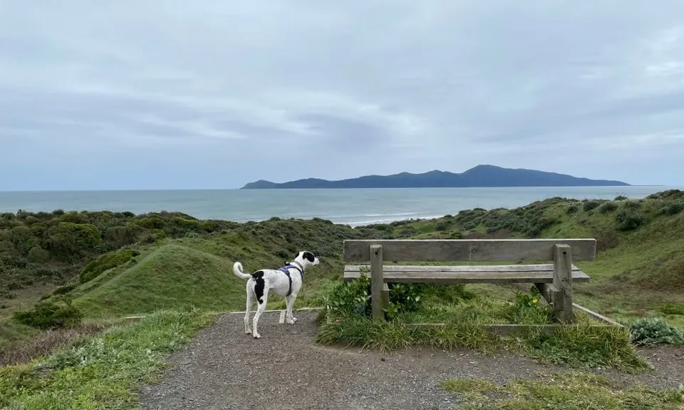Lizzie's Loop, Wellington