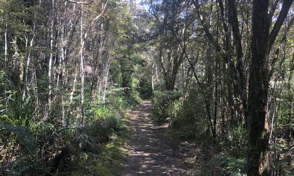 Taraire Ridge and Pukenui Loop, Northland