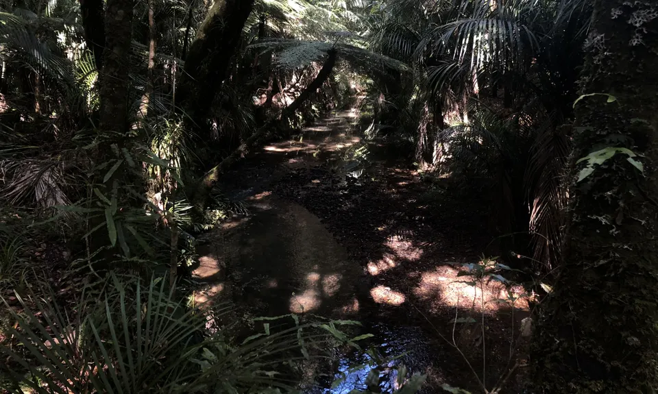 Taraire Ridge and Pukenui Loop, Northland