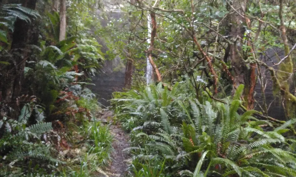 Evansdale Glen loop, Otago