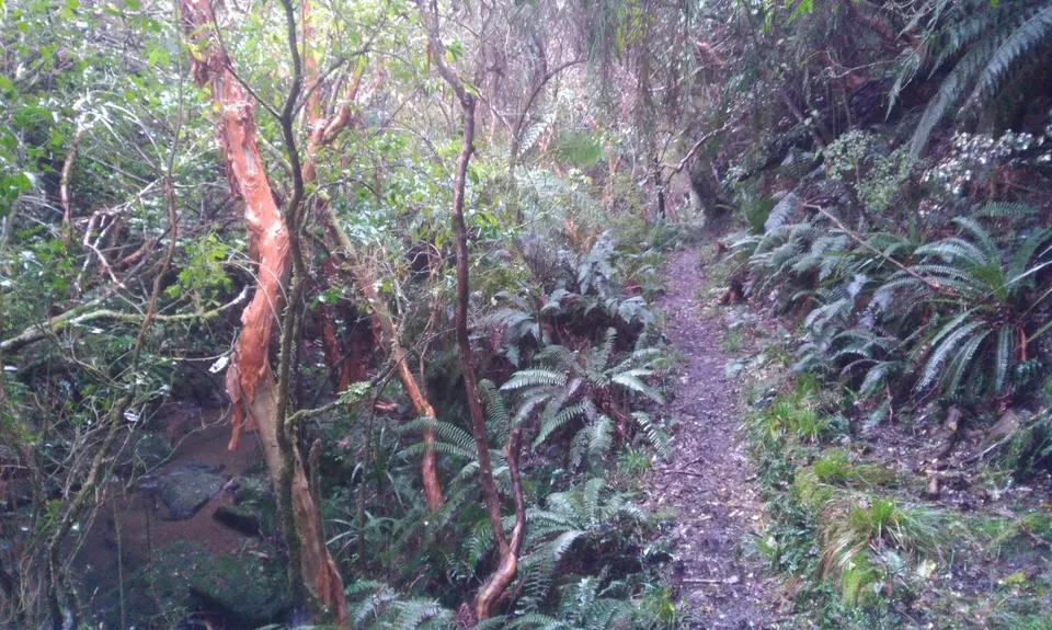 Evansdale Glen loop, Otago