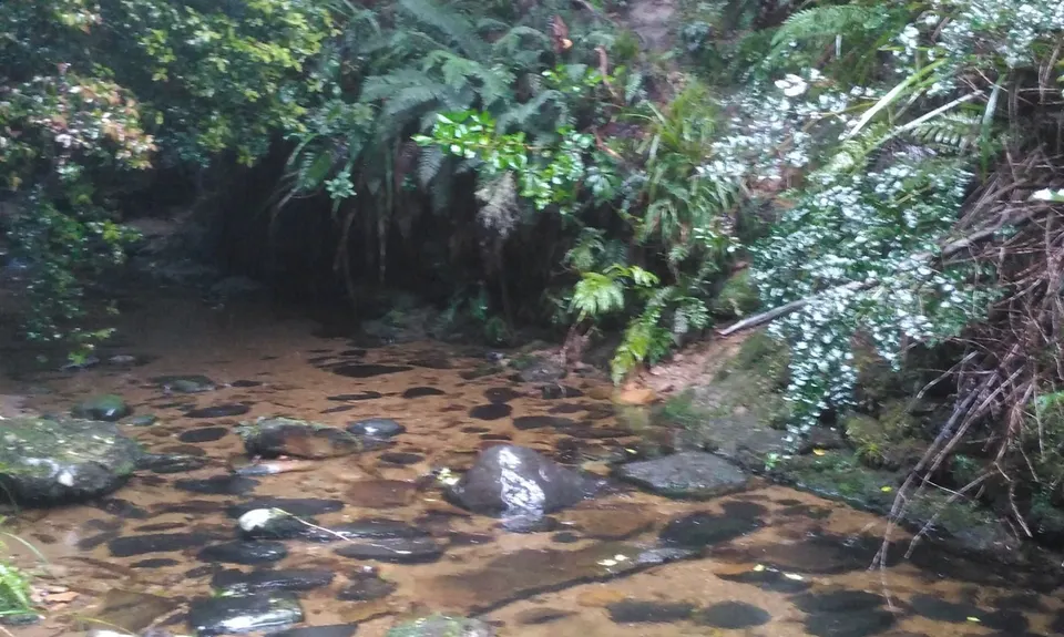 Evansdale Glen loop, Otago