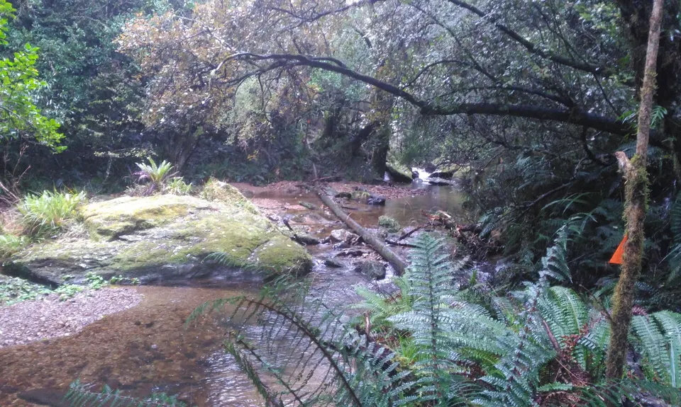 Evansdale Glen loop, Otago