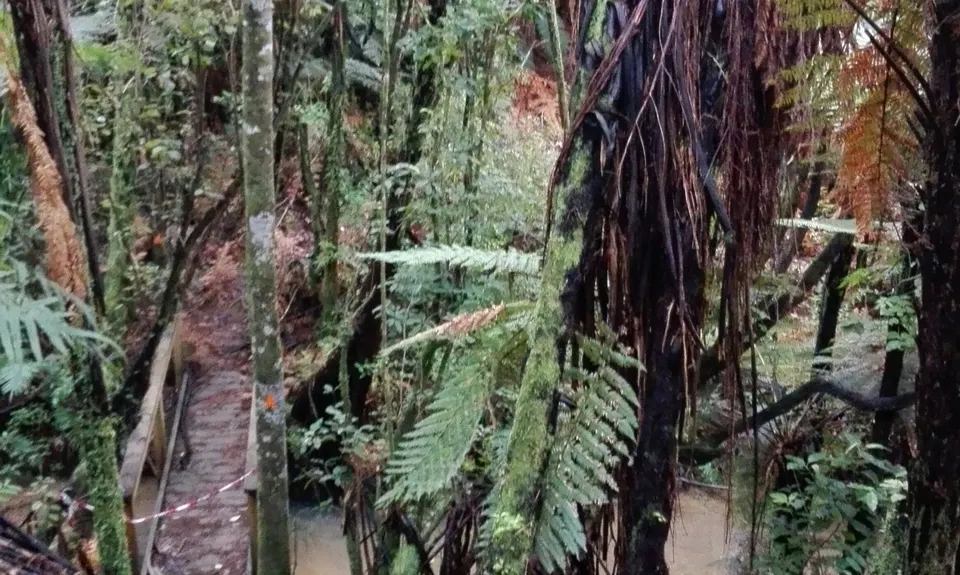 Ernie's loop, Auckland