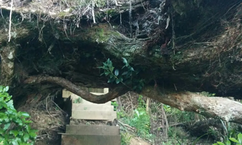Waikowhai Stairs, Bush & Beach, Auckland