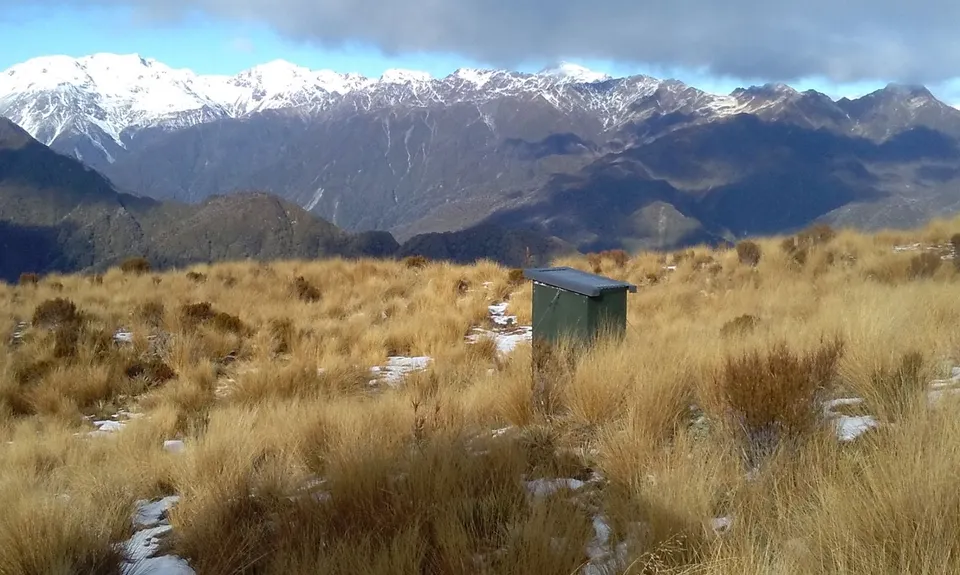 Mt Brown Bonanza, West Coast