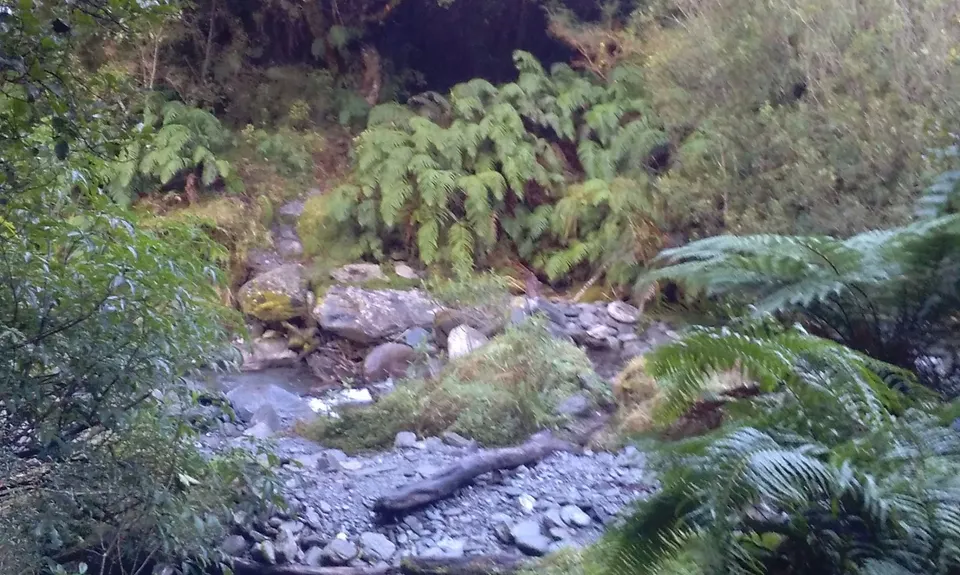Mt Brown Bonanza, West Coast