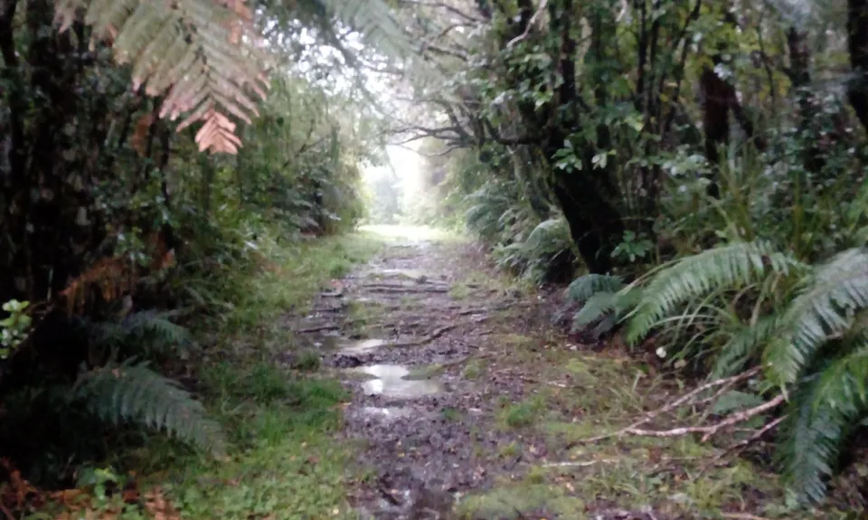 York Trail Wet Foot, Taranaki