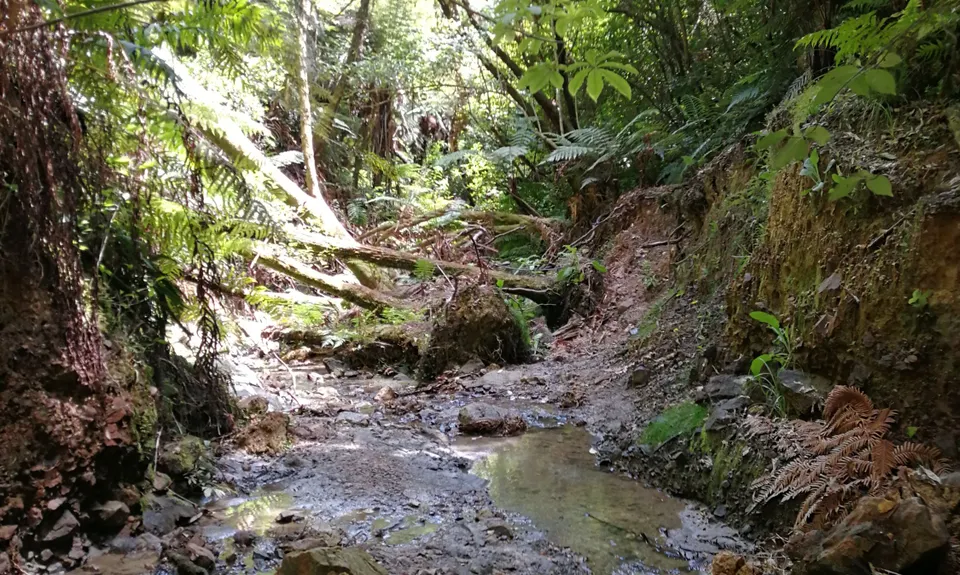 Orum Road/Te Araroa loop, Auckland