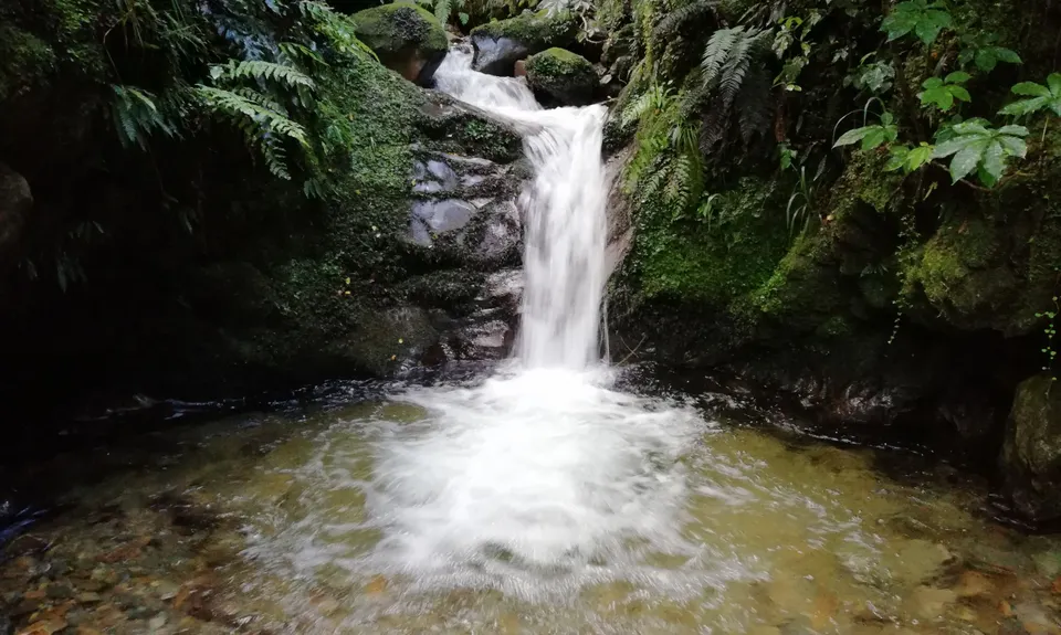 Kirwans Track Loop, West Coast