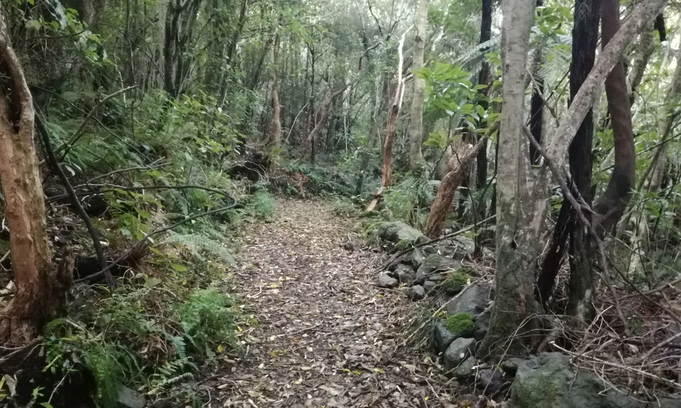 Mt Fyffe Walkway, Canterbury