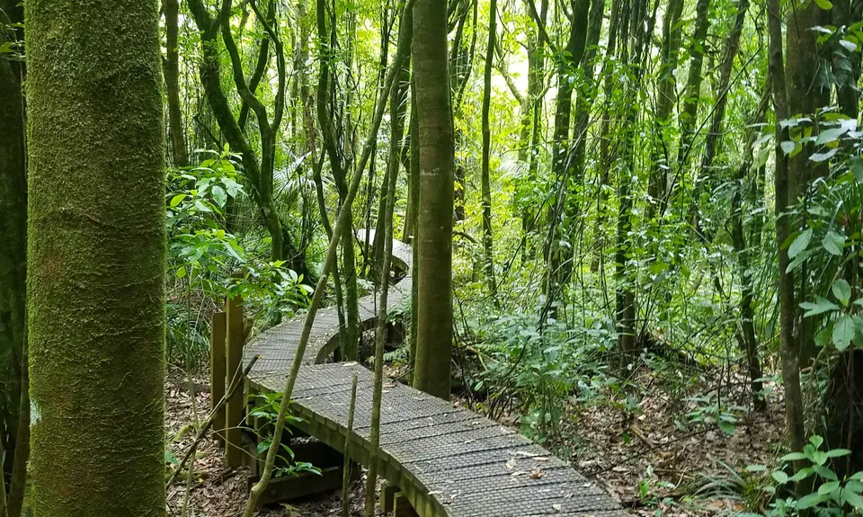 Pirongia Loop of Awesomeness, Waikato