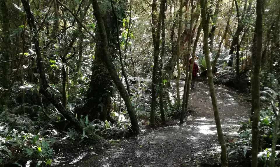 Kereru, Tui & Komako, Southland