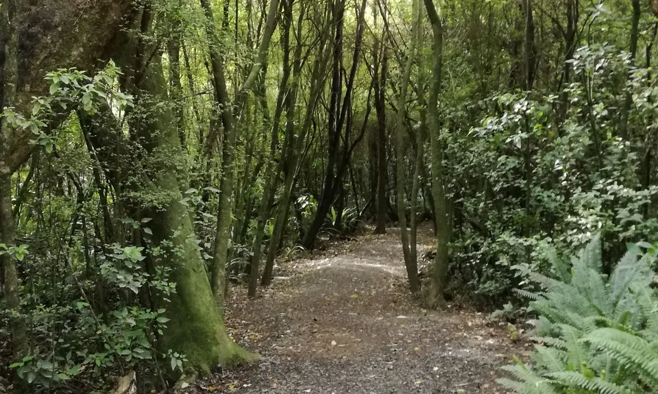 Kereru, Tui & Komako, Southland
