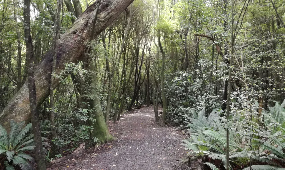 Kereru, Tui & Komako, Southland