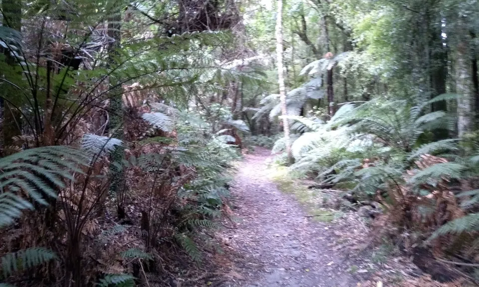 Valley of the Killer Zombie Wallabies, Bay of Plenty
