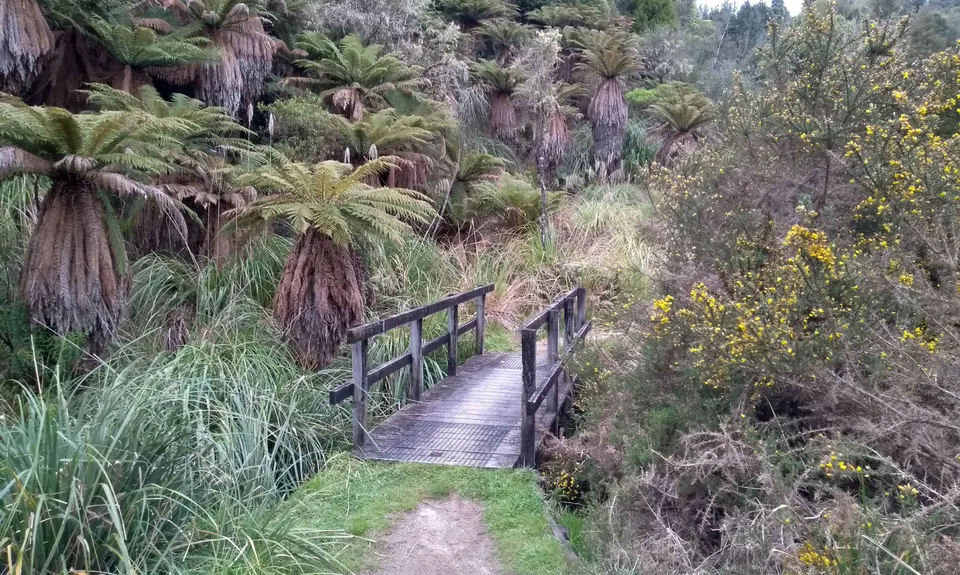 Valley of the Killer Zombie Wallabies, Bay of Plenty
